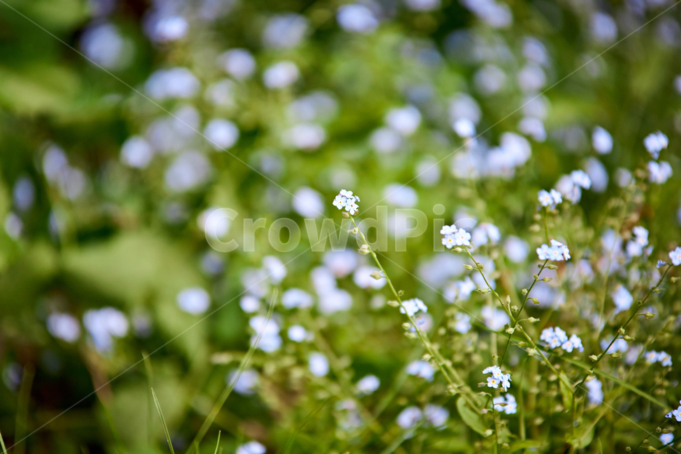 식물,plant,꽃,flower,자연,nature,감성사진,보케,식물,자연,plants,nature,꽃,flower