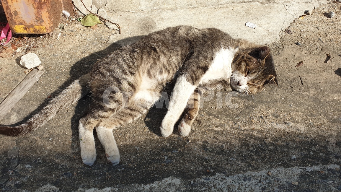고양이,길고양이,길냥이,cat,야옹이,동물,animal,포유류,mammal,고양이,cat,kitten,kitty