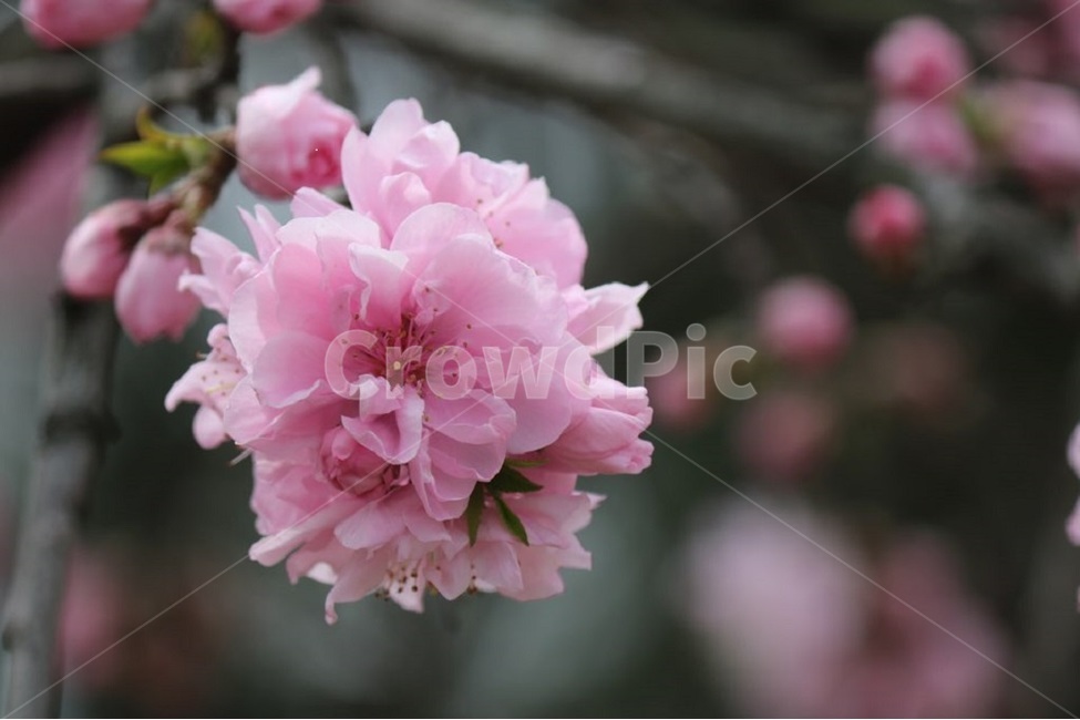 봄나들이,나들이,꽃,감성,풍경,봄,계절,spring,season,식물,자연,plants,nature,꽃,flower,plant,blossom