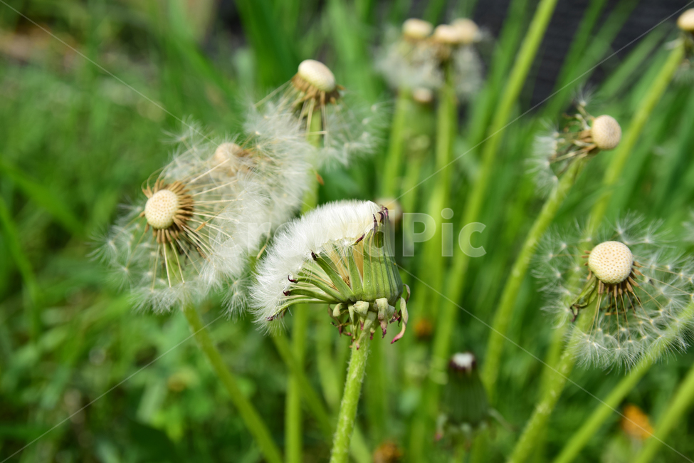 민들레,민들레홀씨,홀씨,감성사진,식물,자연,감성,꽃,plant,flower,nature,힌색,솜털,줄기