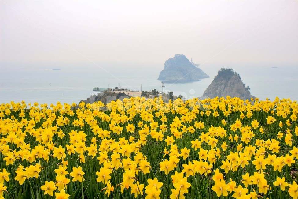 오륙도,섬,바다,노란색,꽃,수선화,봄,계절,spring,season,자연,풍경,nature,landscape,한국자연풍경,한국자연경관,korea nature landscape,식물,plants,꽃,flower,outdoors,옥외,land,땅,field,들,grassland,목초지,ocean,대양,sea,water,물
