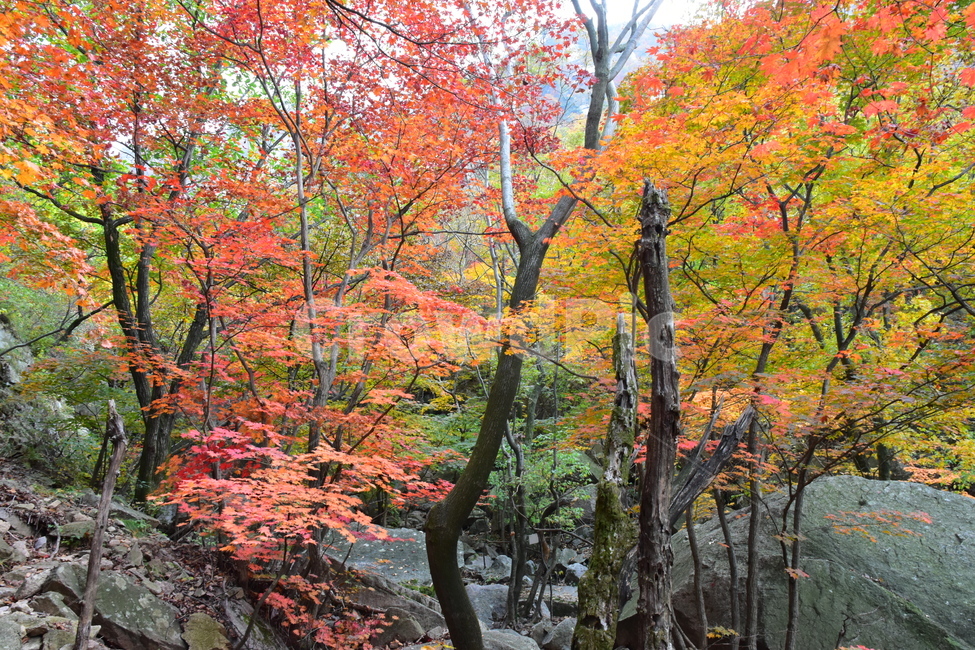 가을,단풍,자연,풍경,북한산,잎,단풍잎,붉은,나무,계절,계곡,숲,힐링,plant,fall,autumn,season,forestnature,landscape,한국자연풍경,한국자연경관,korea,tree,maple,leaf,가을,계절,fall,autumn,season,자연,풍경,nature,landscape,식물,plants,나무,trees,wood