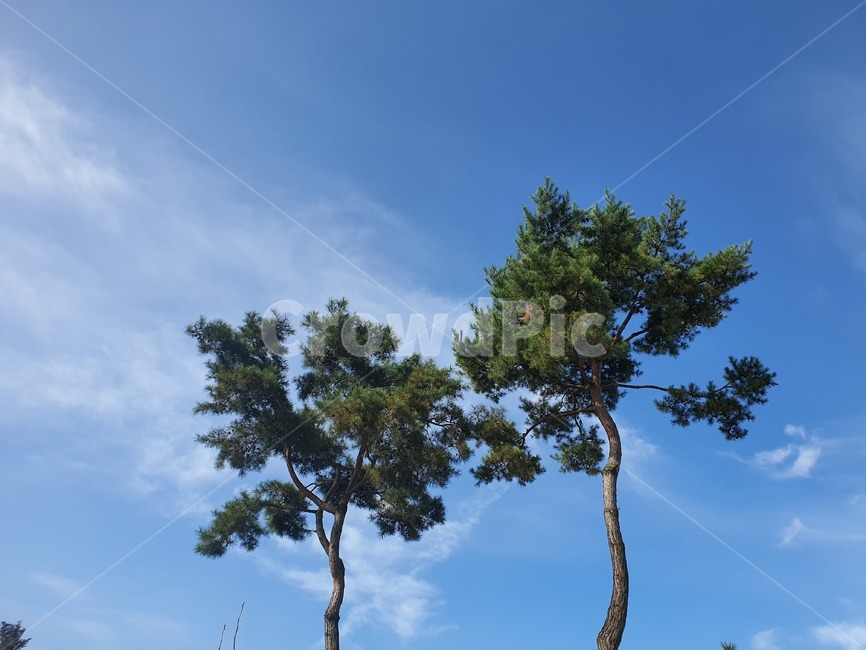 소나무,하늘,구름,자연,나무,식물,나무줄기,나무,trees,wood
