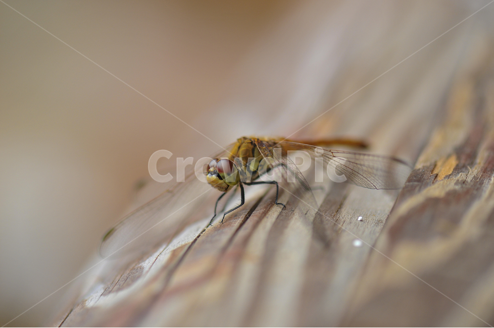 잠자리,곤충,동물,접사,dragonfly,동물,animal,곤충,벌레,insect,bug