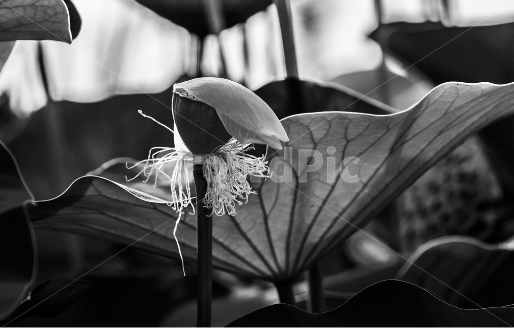 연잎,연,식물,감성,자연,관곡지,습지,연꽃,식물,자연,plants,nature,흑백,모노톤,monochrome,black and white