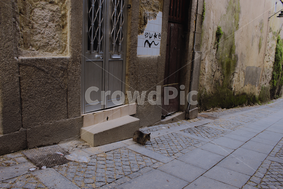 길거리,길고양이,고양이,새끼고양이,혼자있는,street,cat,외로움,쓸쓸함,고독함,어두운,동물,animal,포유류,mammal,고양이,cat,kitten,kitty