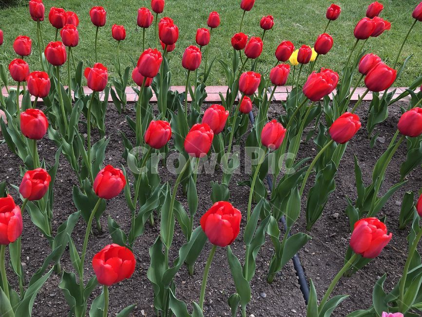 꽃,튤립,꽃밭,flower,tulip,빨간꽃,빨강,식물,plant,자연,풀