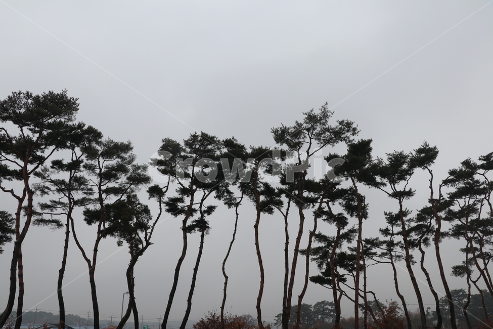 소나무,나무,송림,숲,소나무모습,자연,풍경,nature,landscape,식물,plants,나무,trees,wood,tree,plant
