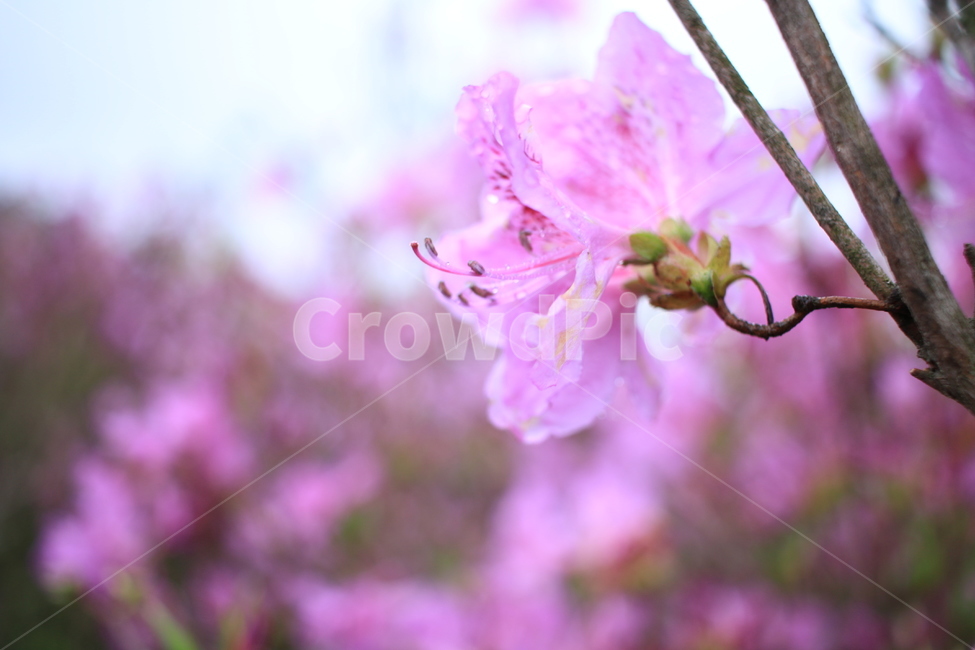봄,비,봄비,철쭉,사라의기쁨,봄,계절,spring,season,식물,자연,plants,nature,꽃,flower,blossom,geranium,제라늄,plant
