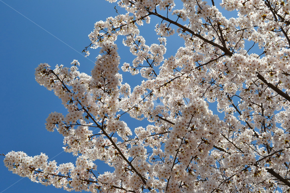 벚꽃,봄,꽃,벚나무,봄꽃,cherryblossom,spring,flower,봄,계절,spring,season,식물,자연,plants,nature,꽃,flower,plant,blossom,cherry blossom