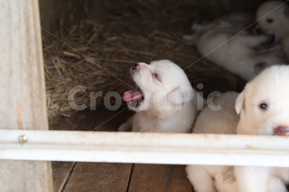 멍멍이,개,동물,빛모아농원,하품,동물,animal,포유류,mammal,개,강아지,dog,doggy