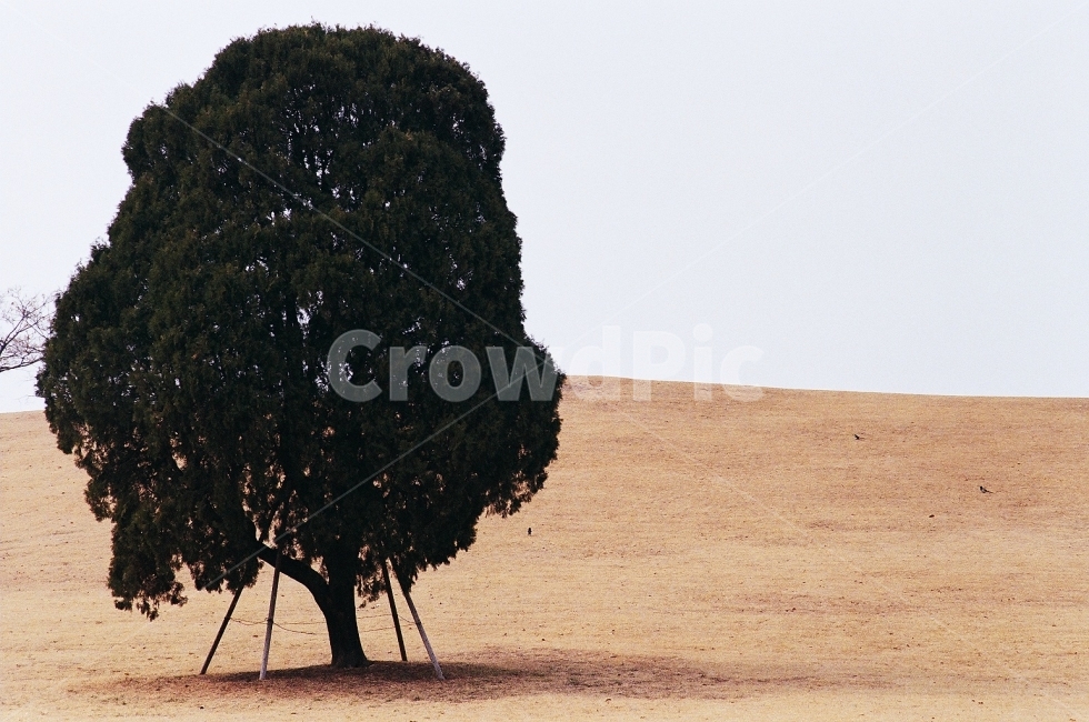 나홀로나무,왕따나무,올림픽공원,스냅,쓸쓸,필름,필름사진,스냅사진,film,filmphotography,snap,식물,자연,plants,nature,나무,trees,wood