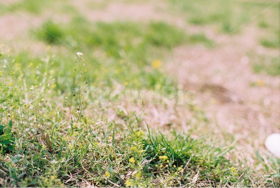 소풍,냉이꽃,잔디,필름,필름사진,picnic,film,grass