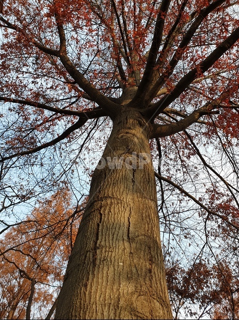 자연,나무,가을,힐링,고목,가을,계절,fall,autumn,season,식물,자연,plants,nature,나무,trees,wood,tree,plant,tree trunk,나무 줄기,cross,가로 질러 가다