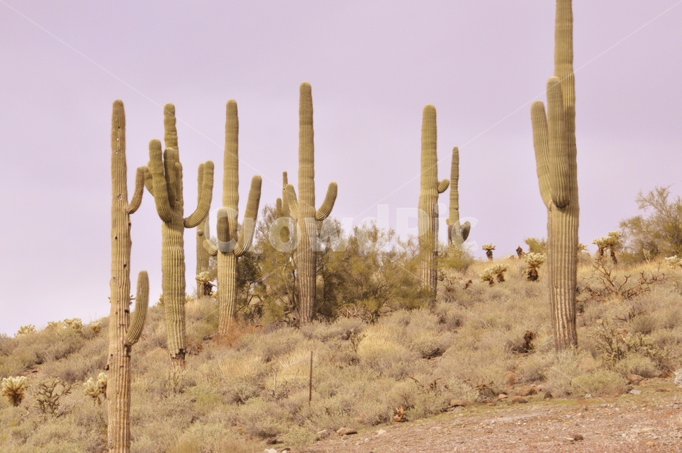 선인장,아리조나,사막,cactus,arizona,식물