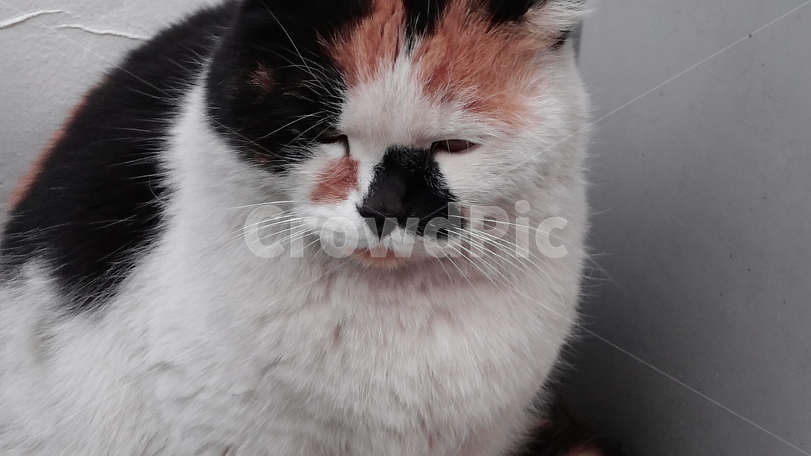 얼룩고양이,삼색고양이,꼬질꼬질,길고양이,길냥이,고양이