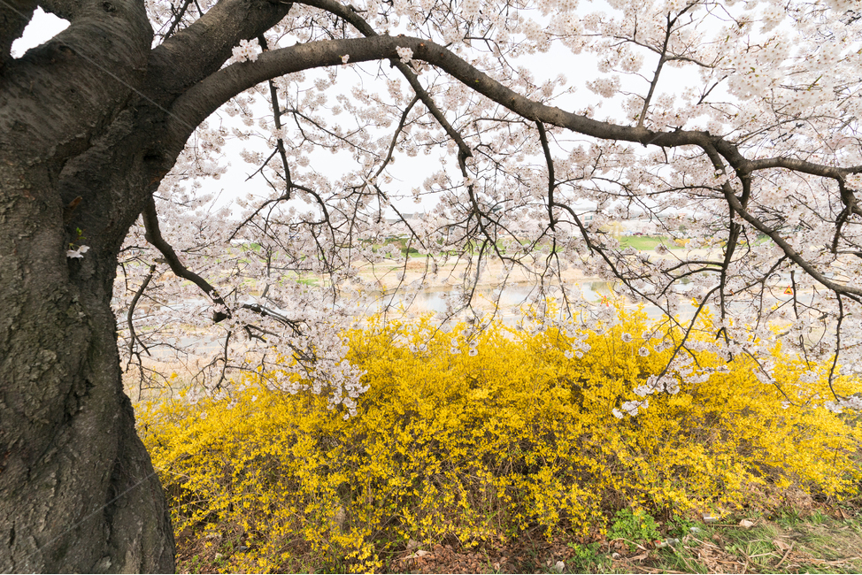 벚꽃,봄꽃,사쿠라,봄,spring,꽃,cherryblosso,계절,식물,자연,개나리,공존