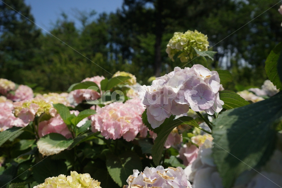 flower,꽃,plant,식물,제주,수국