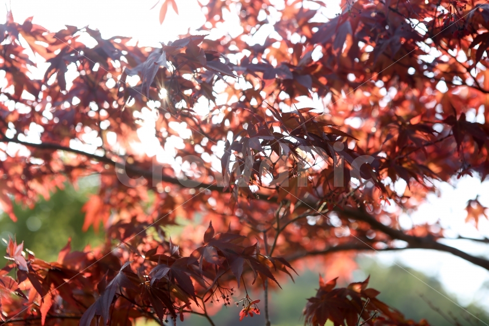 단풍,가을,계절,하늘,나무,오후,햇빛,자연,일상,맑음,가을,계절,fall,autumn,season,식물,자연,plants,nature,plant,leaf,잎,tree,maple