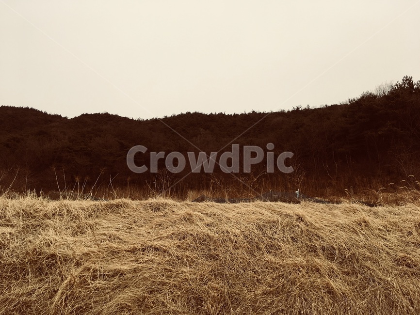 가을,갈색,갈대,산,나무,하늘,가을,계절,fall,autumn,season,자연,풍경,nature,landscape,outdoors,옥외,field,들,grassland,목초지