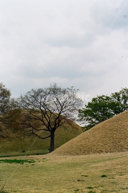 경주,풍경,잔디,고분군,필름사진,고분,나무,잔디밭