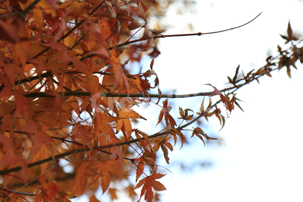 나무,식물,농촌,옥외,지방,가을,단풍,잎,감성,tree,plant,ruralarea,outdoor,area,autumn,maple,leaf,sensibility,sky,하늘,구름,cloud,자연,nature,가을,계절,fall,autumn,season,자연,풍경,nature,landscape