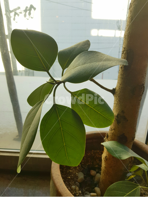 나뭇잎,돋아나다,자라다,봄,새싹,녹색,초록,나무,식물,목재,푸른,창문,쾌적한,인테리어,화분,실내,돋아나는,북유럽,감성,실내건축,가지,배경,식물,자연,plants,nature,실내용화초,화분,화초,house plant