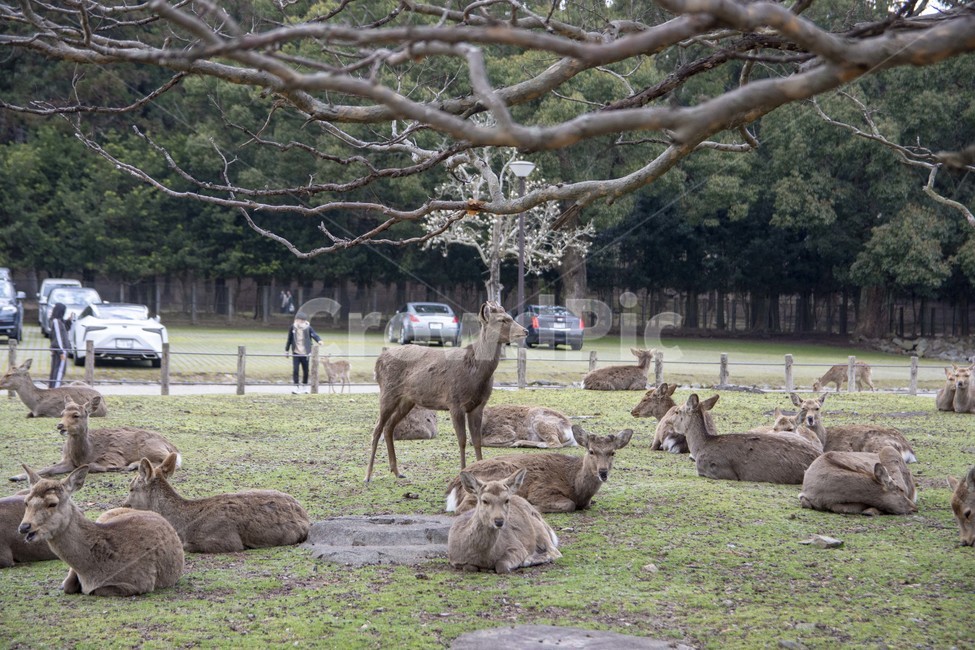 deer,사슴,mammal,포유류,wildlife,야생생물,animal,동물