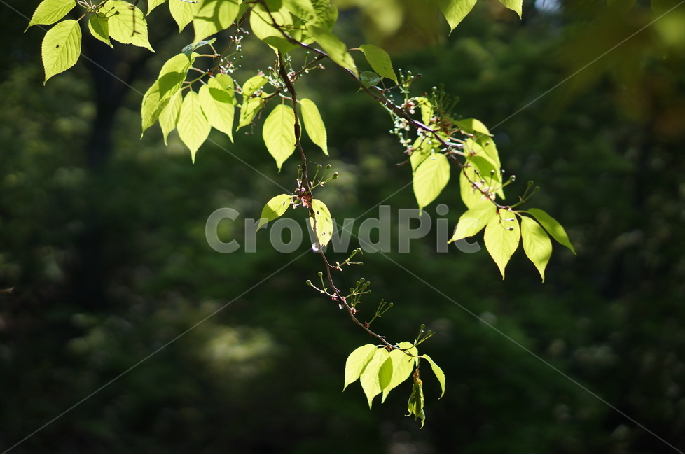 봄,나무잎,연두,하늘,맑음,해,빛,새순,식물,자연,plants,nature