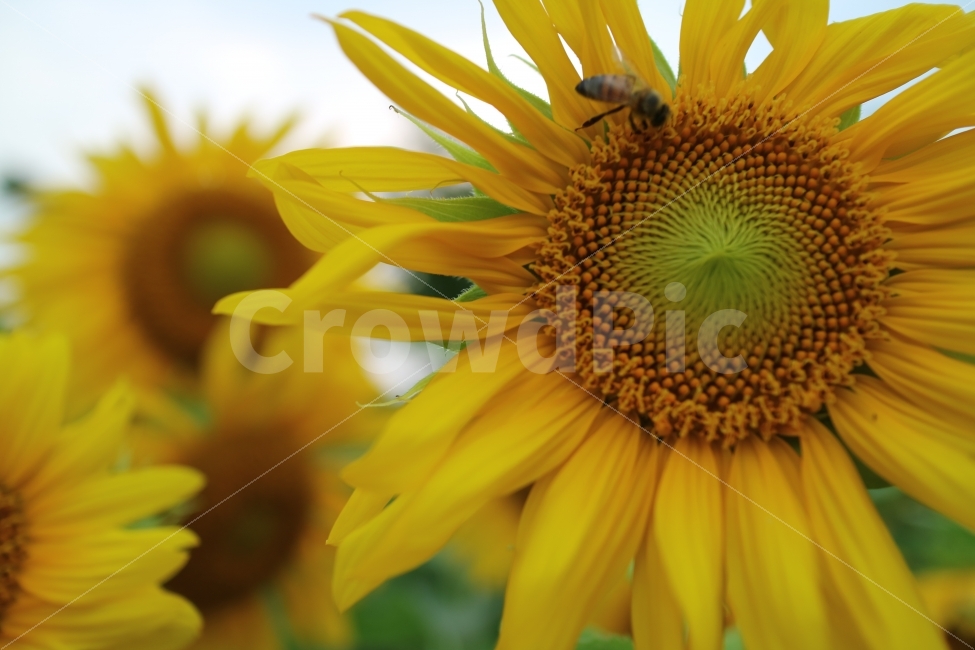 해바라기,꽃,식물,자연,곤충,벌,풍경,공원,여름,계절,summer,season,식물,자연,plants,nature,꽃,flower,동물,animal,곤충,벌레,insect,bug,plant,bee,invertebrate,무척추 동물,honey bee,꿀벌