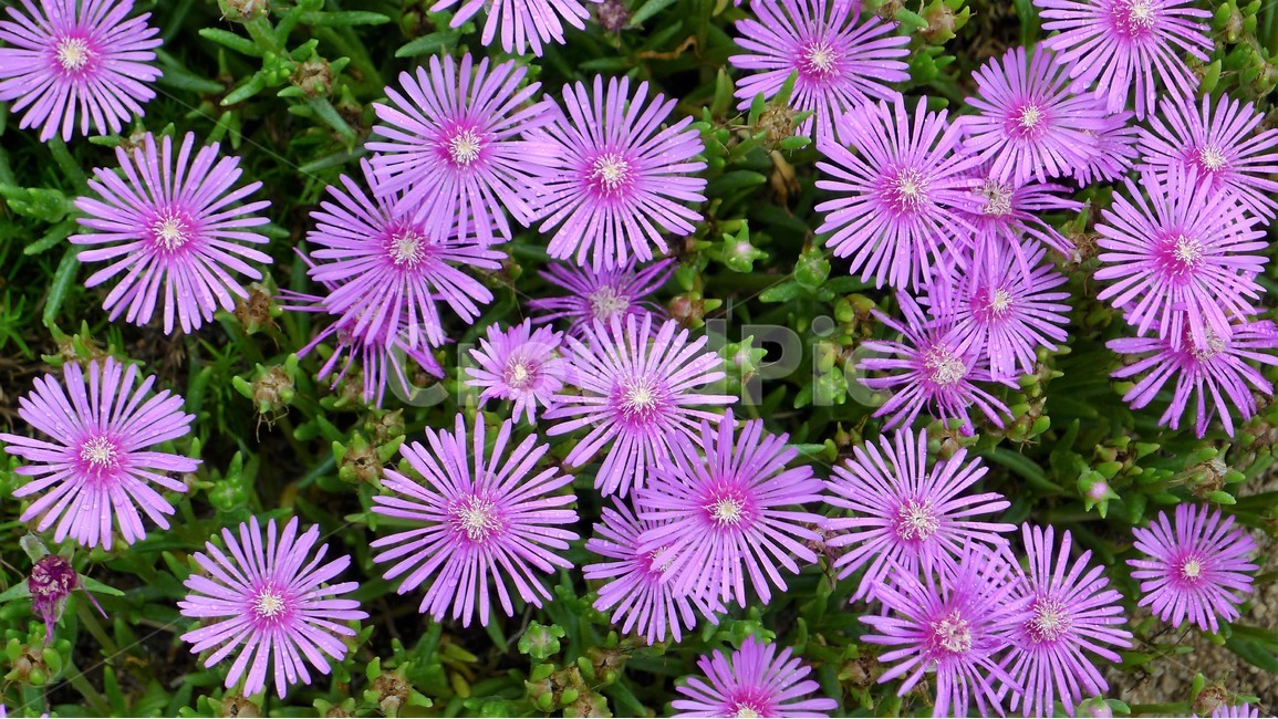 꽃,자연,식물,봄,정원,아름다움,식물,자연,plants,nature,꽃,flower
