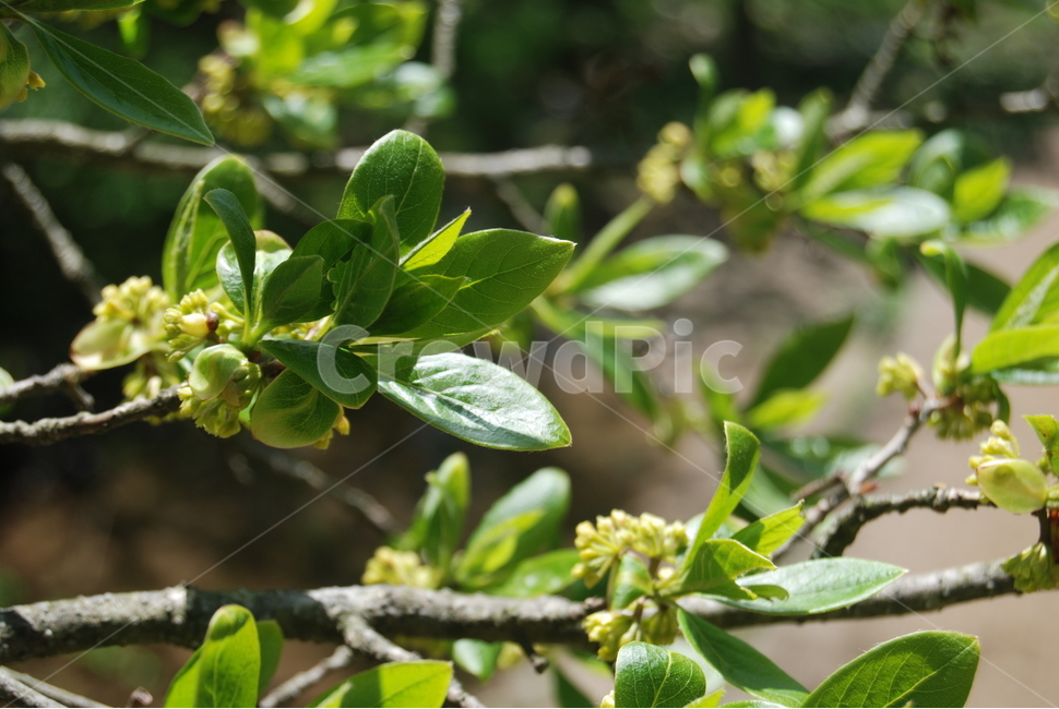 봄,무등산,자연,꽃,공원,식물,자연,plants,nature