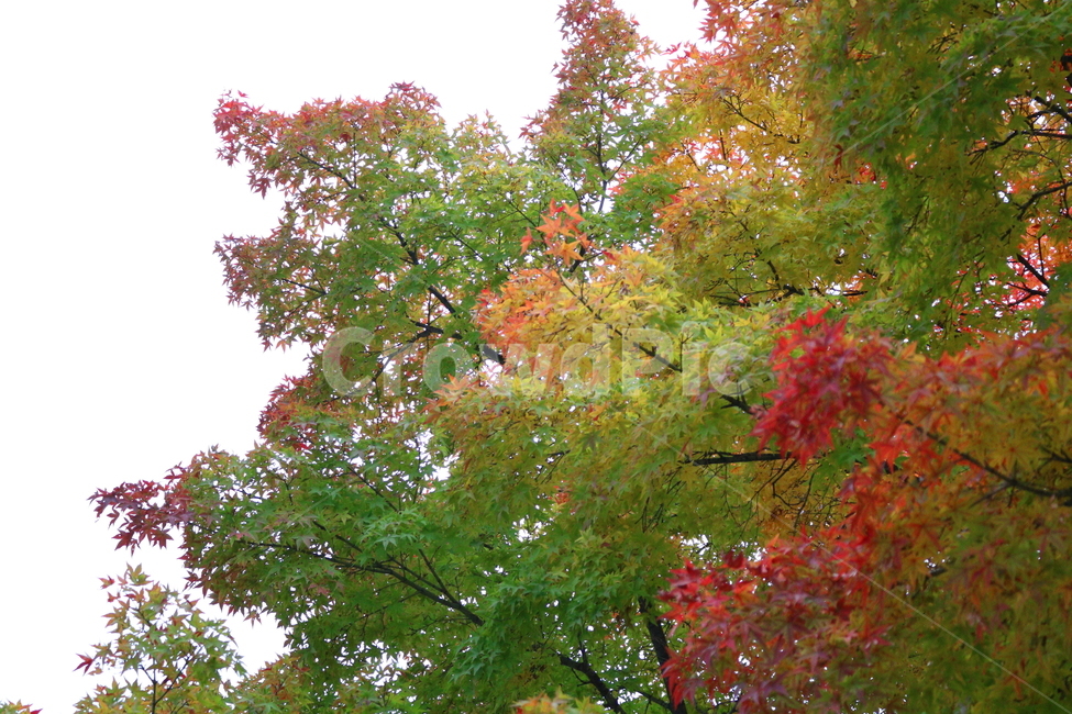 나무,단풍,단풍나무,식물,가을,자연,가을,계절,fall,autumn,season,식물,자연,plants,nature,나무,trees,wood,tree,plant,maple
