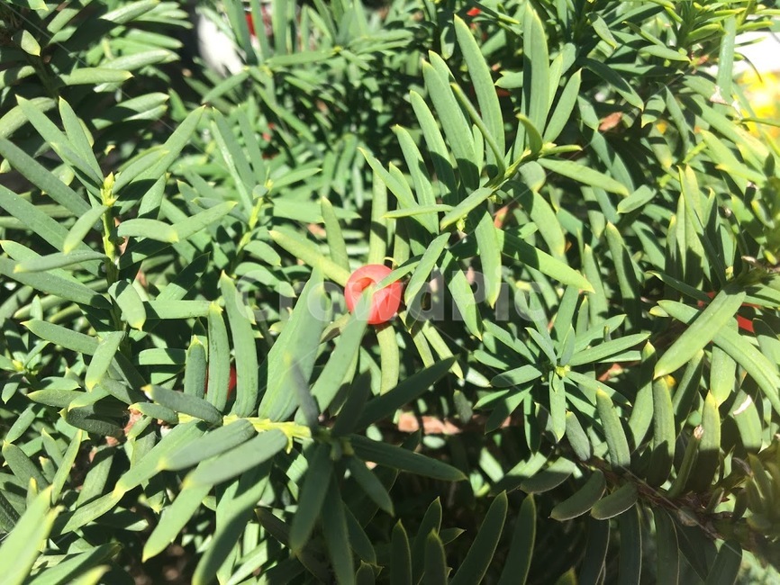 자연,초록,푸른잎,빨간,열매,red,green,그리너리