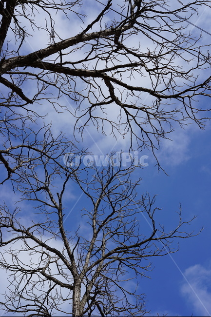 하늘,자연,풍경,나뭇가지,앙상한,겨울,계절,winter,season,식물,자연,plants,nature,나무,trees,wood