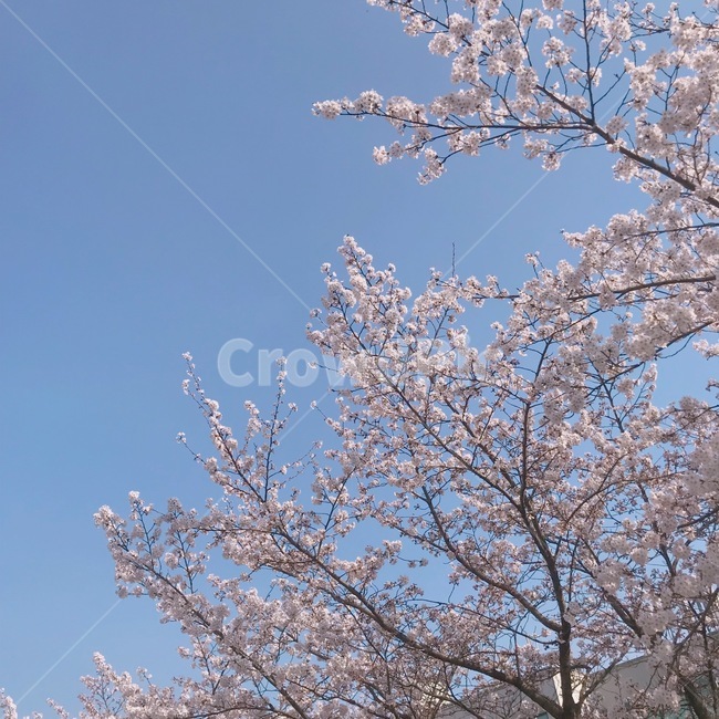 따뜻함,꽃,벚꽃,봄,여름,분홍색