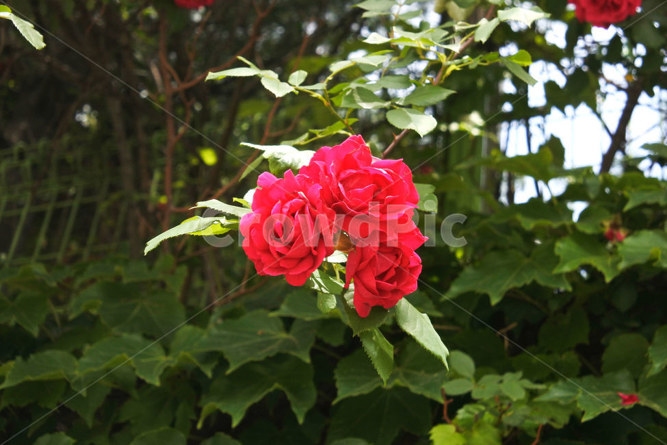 자연,장미,로즈,색감,초록,빨강,빨간색,초록색,green,red,rose