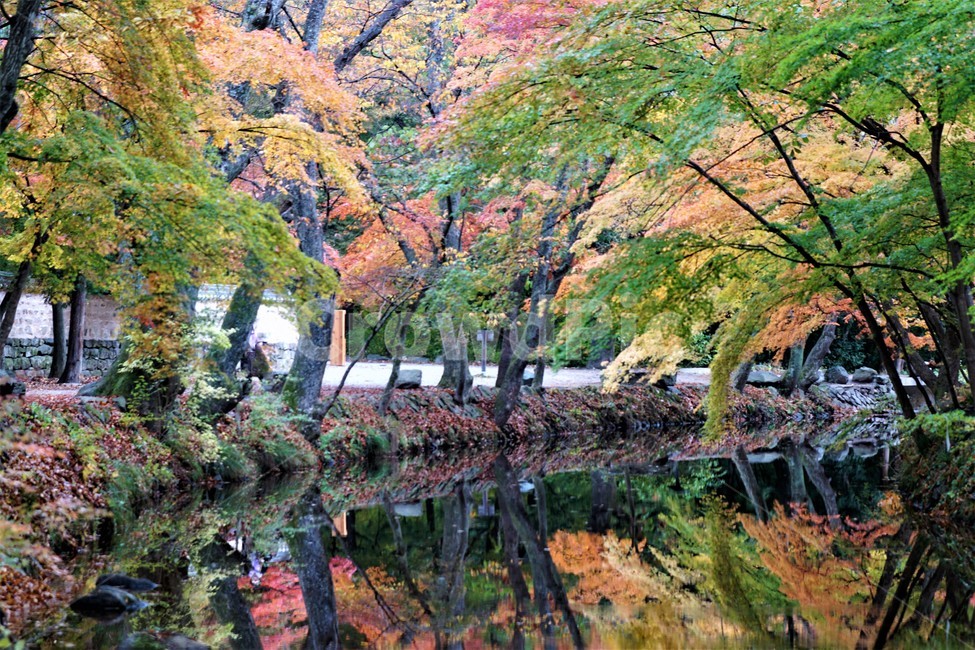 가을,단풍,나무,자연,식물,풍경,빨강색,노란색,초록색,낙엽,trees,nature,autumn,red,yellow,green,season,자연풍경,계절,감성,그림자,계곡물,가을,계절,fall,autumn,season,자연,풍경,nature,landscape,tree,plant,water,물,outdoors,옥외