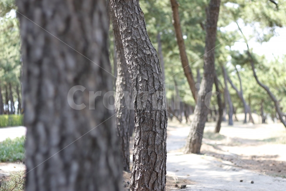 나무,산책,바우길,공원,자연,식물,자연,plants,nature