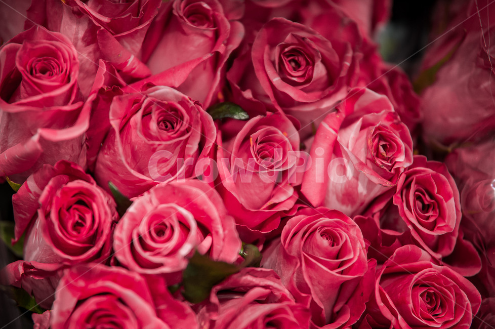 plant,식물,blossom,꽃부케,flowerbouquet,flowerarrangement,꽃꽂이,flower,꽃,꽃,flower