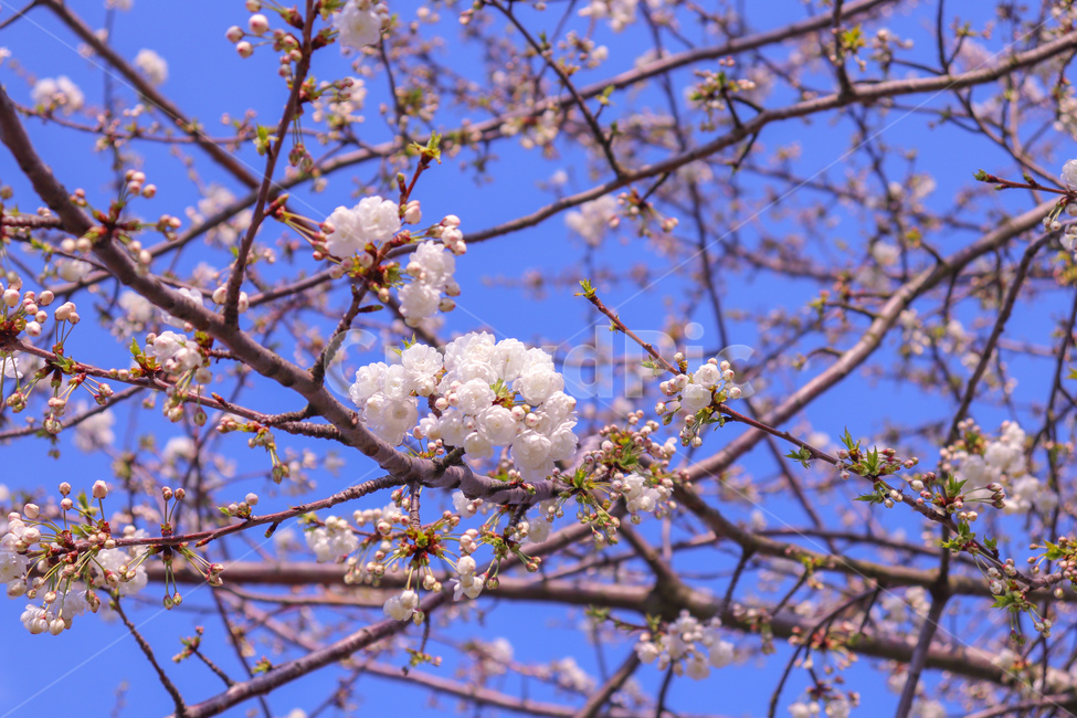 나무,꽃나무,꽃,flower,자연,plant,blossom,작은꽃,봄,계절,season,spring,summer,식물,여름,하늘,sky,풍경