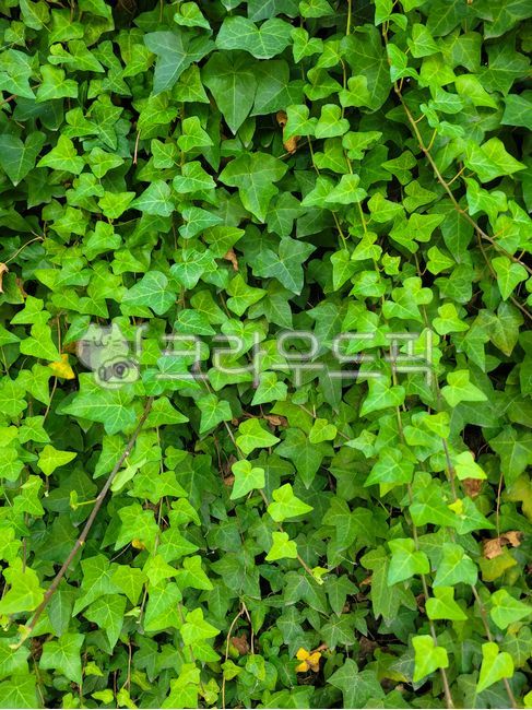 ivy,아이비,식물,plant,자연