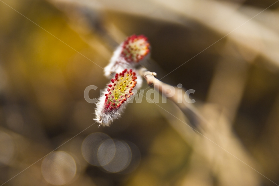 꽃버들강아지,버들강아지,꽃,자연,접사,접사촬영,봄,봄꽃,식물,자연,plants,nature,꽃,flower