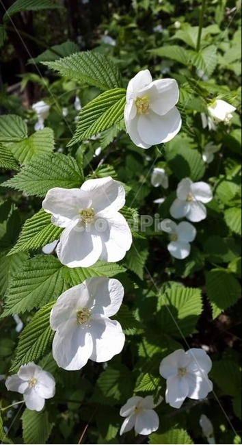 꽃,하얀,하얀꽃,flower,whiteflower,spring,봄,식물,자연,plants,nature,꽃,flower