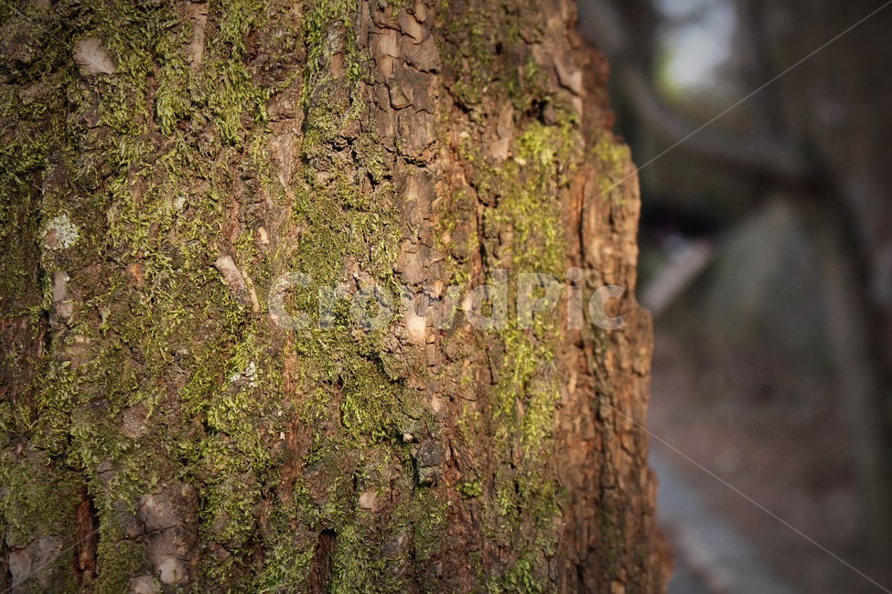 나무,자연,풀,나무줄기,tree,식물,자연,plants,nature,나무,trees,wood