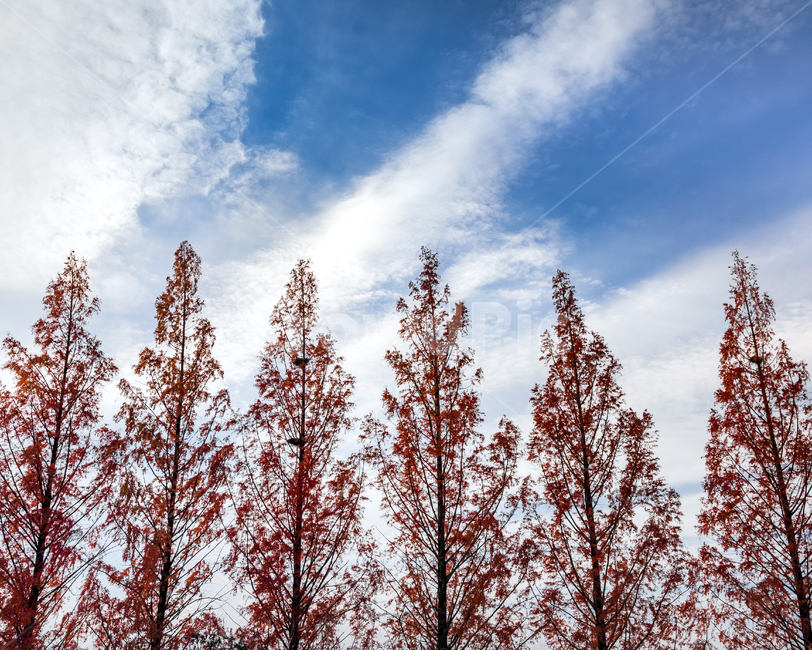 식물,단풍,가을,하늘,구름,푸른하늘,sky,blue,maple,나무,tree