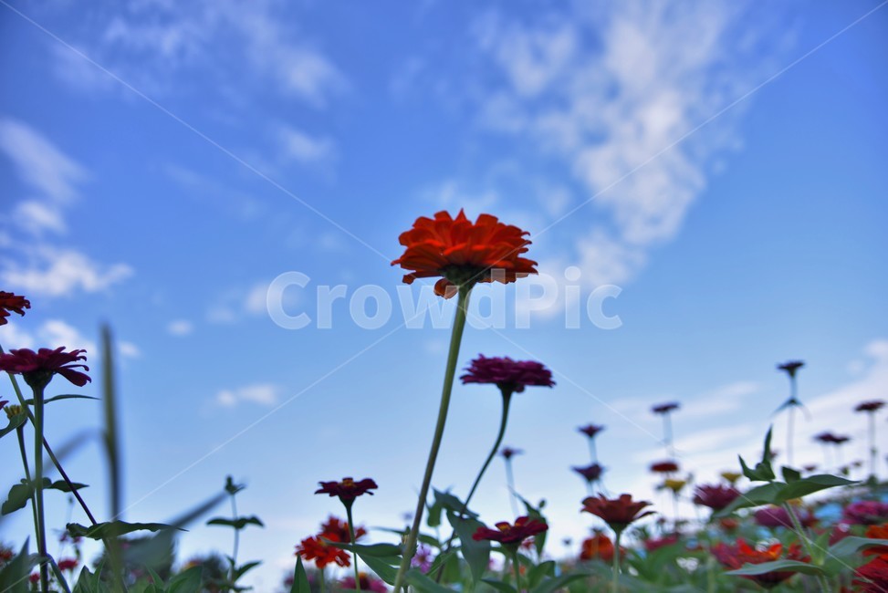 plant,식물,백일홍,꽃,하늘,식물,자연,plants,nature,꽃,flower