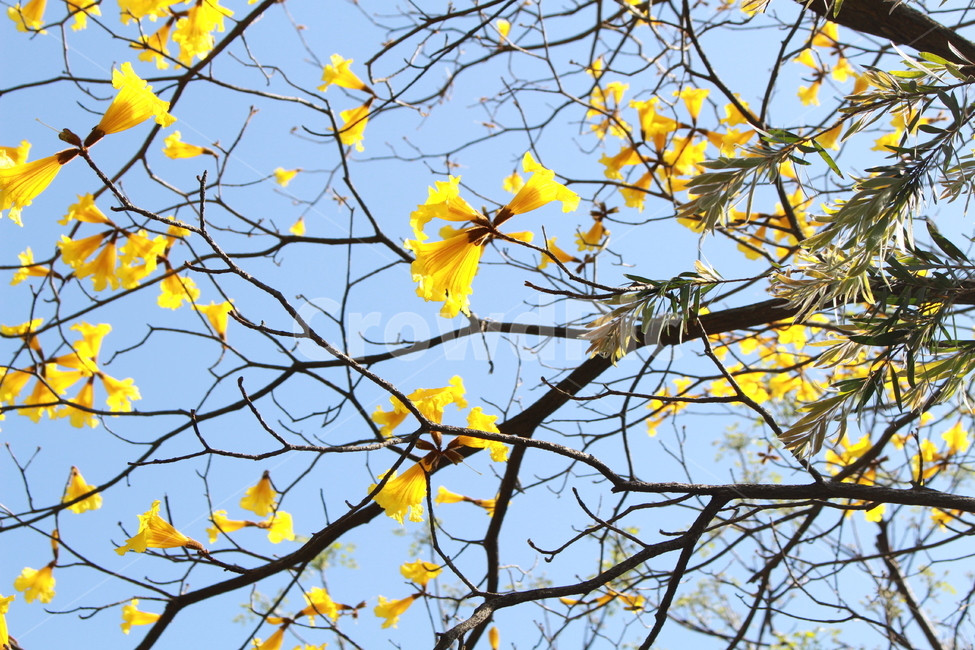 공원,초봄,봄,하늘,식물,나무,꽃,식물,자연,plants,nature,나무,trees,wood