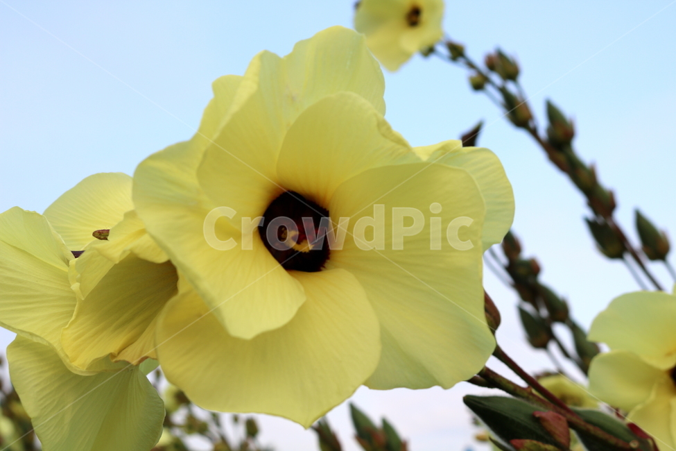 닥풀,꽃,닥풀꽃,식물,자연,황추규,황촉규,아욱과,식물,자연,plants,nature,꽃,flower