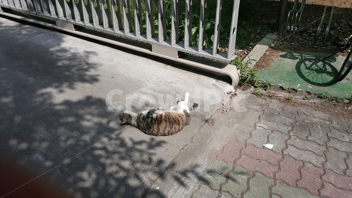 길,거리,고양이,길고양이,햇빛,난간,cat